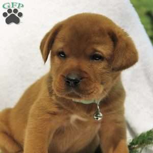 Hickory, Fox Red Labrador Retriever Puppy